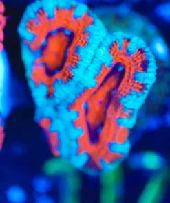 Wysiwyg  Acan Frag [F117]