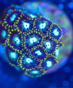 Wysiwyg Black Hole Sun Zoanthid Frag [F118] RARE