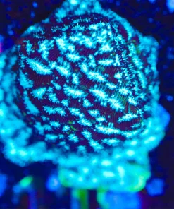 Wysiwyg Mr Freeze Blue Leptoseris Frag  [F119]