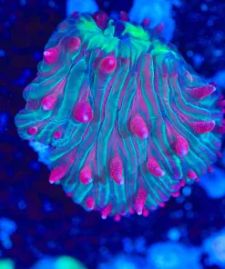 Wysiwyg Plate Coral Small Frag [F120]