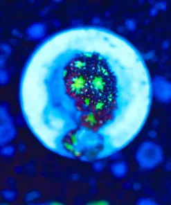 Wysiwyg TINY mystery enrcusting coral Frag [F121]