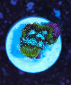 Wysiwyg TINY Leptoseris Frag [F122]