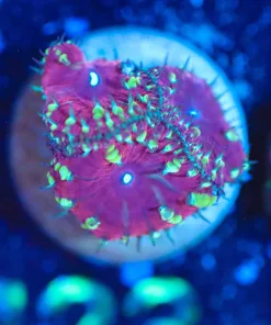 Wysiwyg Blastomussa Frag [F123]