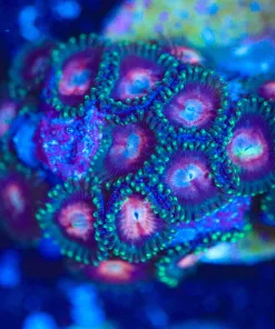 Wysiwyg Deepwater Zoa Frag [F124]