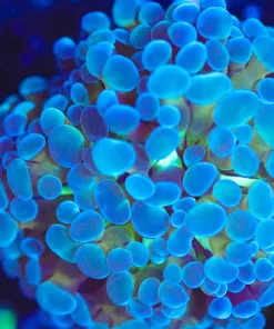 Wysiwyg Hammer Frag [F125]