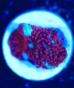Wysiwyg Tiny Mushroom Frag [F129]