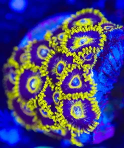 Wysiwyg Black Hornet Zoanthid Frag  *Lots of heads* [F130]