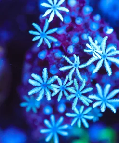 Wysiwyg Small Pipe Organ Coral Frag [F131]