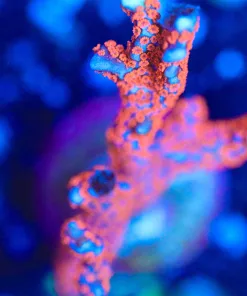 Wysiwyg Large Red Montipora Coral Frag  [F133]