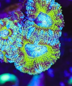 Wysiwyg Acan Frag  [F134]