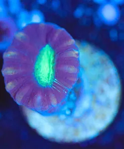 Wysiwyg Purple Trumpet Coral Frag [F135]