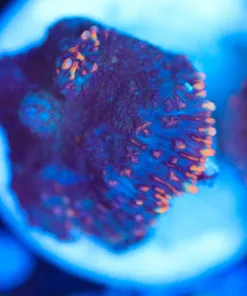 Wysiwyg Mushroom Frag [F136]