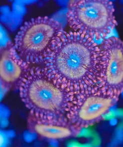 Wysiwyg Wonka Berry Zoanthid Frag [F137]