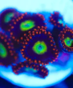 Wysiwyg Zoanthid Frag [F139]