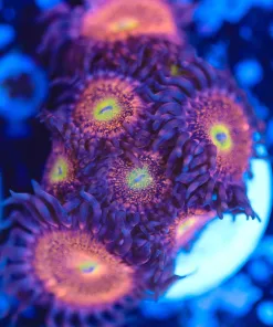 Wysiwyg Large Chong Bong Zoanthid Frag [F140] *Free Shipping ! Minimum $249 livestock spend*