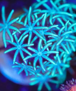 Wysiwyg Unique Star Polyp Frag [F141]