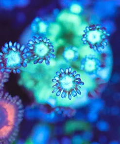 Wysiwyg Small Flowerpot Frag [F143]