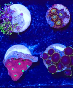 Wysiwyg 8 Piece Small Coral Frag Pack (FP1)
