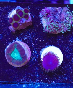Wysiwyg 8 Piece TINY Coral Frag Pack (FP2) gerat for pico or nano tanks ,small frags