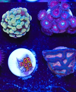 Wysiwyg 8 Piece Coral Frag Pack (FP3)