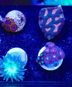 Wysiwyg 8 Piece Small Coral Frag Pack (FP4)