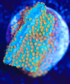 Wysiwyg Rainbow Montipora Frag [F155]