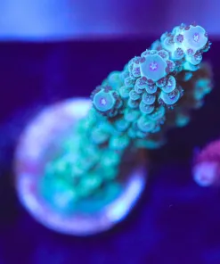 Wysiwyg Teal Colored Wild Australian Acropora Frag [F157]