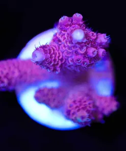 Wysiwyg Acropora Millepora Frag [F174 ]