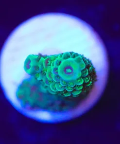 Wysiwyg  Acropora Frag [F176]