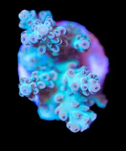 Wysiwyg Kirby's Tabling Acropora Frag [F182]