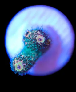 Wysiwyg Small Sunset  Acropora Frag [F183]