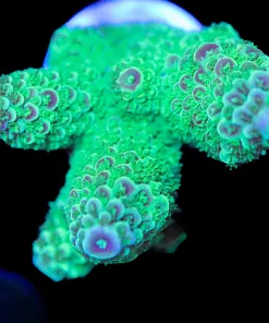 Wysiwyg Massive Acropora Formosa Frag [F190]