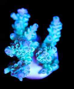 Wysiwyg Blue Acropora Tenuis Frag [F193]