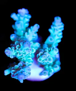 Wysiwyg Blue Acropora Tenuis Frag [F193]