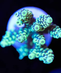 Wysiwyg  XL X-Men Acropora Frag [F200]