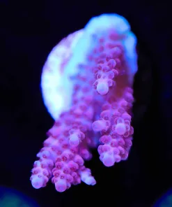 Wysiwyg Pink Acropora Frag  [F211]