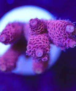 Wysiwyg Pink Acropora Frag [F217]