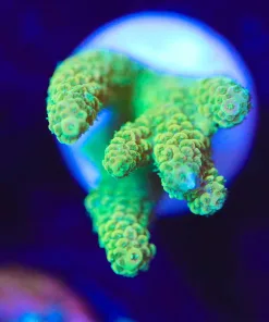 Wysiwyg Sunset  Acropora Frag [F219]
