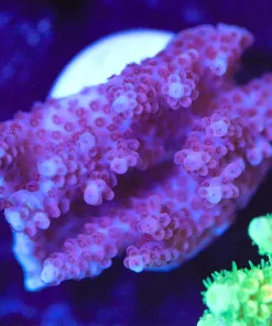 Wysiwyg Acropora Frag [F223]