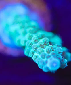 Wysiwyg Teal Titan Acropora Frag [F225]