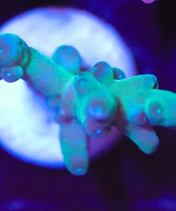 Wysiwyg  Acropora Granulosa Frag [F226]