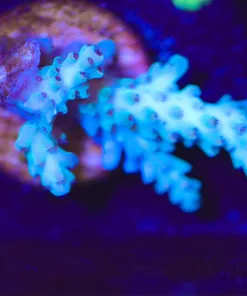 Wysiwyg  Small Acropora Frag [F228]