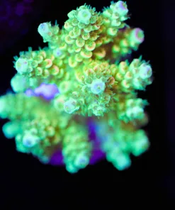 Wysiwyg Tarantula Lemonade Acropora Frag [F229] *March's Top Acropora Pick*  - free shipping no minimum spend