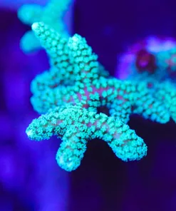 Wysiwyg XL Birdsnest  Frag [F230]