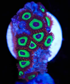 Emerald on Fire Zoanthid Frag (Row #4) RARE