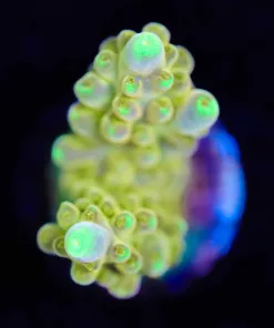 Wysiwyg Golden Budha Acropora Frag [F199]