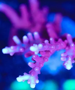 Wysiwyg  Reef Raft Red Dragon Acropora Frag  [F215]