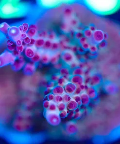 Wysiwyg HUGE Red Rhino Acropora Frag [F195]  (Red Acropora Granulosa Species)