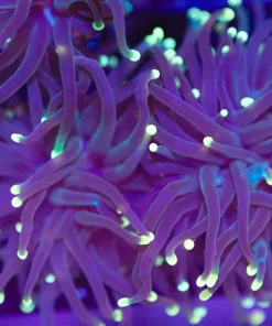 Black Torch Coral Frag (C6)