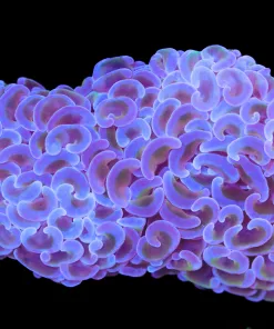 Wysiwyg Willd Hammer Coral Colony(C29)